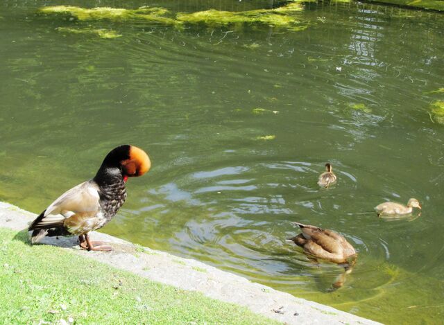 File:RC pochard family.jpg