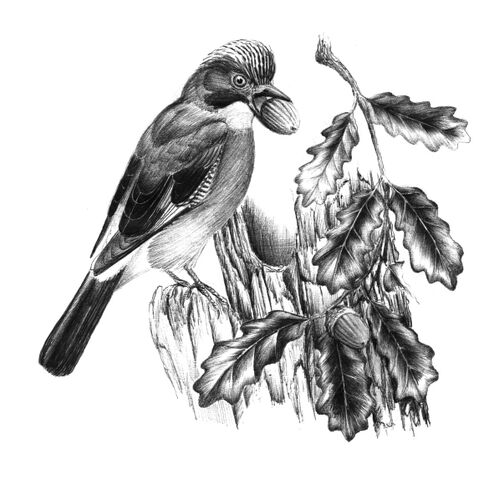 File:10-jay.jpg