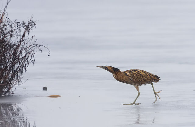 File:Bittern on ice.jpg