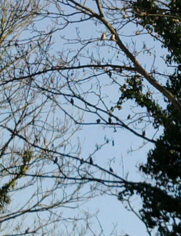 File:Cowley Road Waxwings.jpg