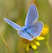 2013-08-03 Croxley Common Moor 002