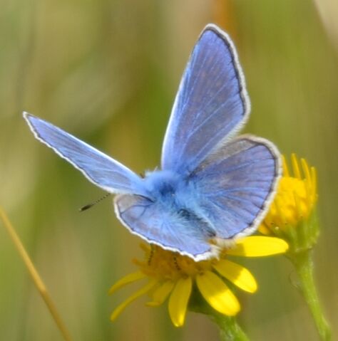 File:2013-08-03 Croxley Common Moor 002.jpg