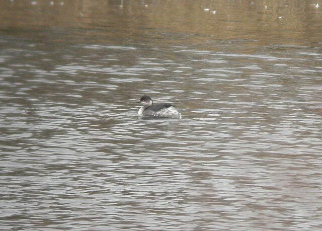 File:Black necked Grebe (Mollands Lane) b.jpg