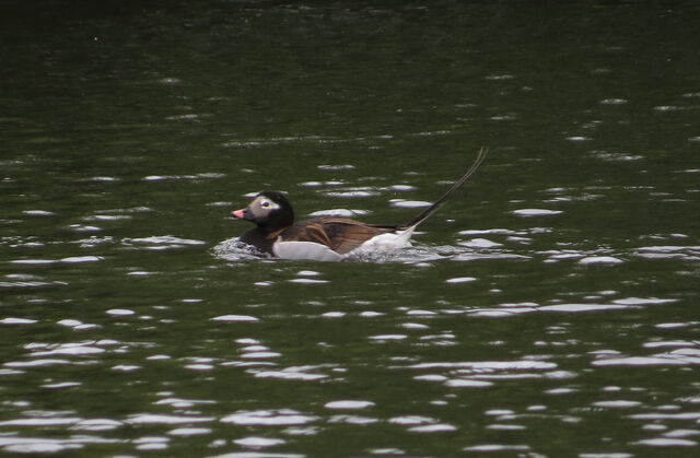 File:LongTailedDuck2.jpg