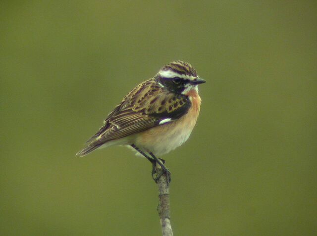 File:Whinchat.jpg