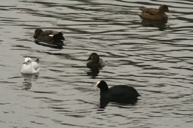 File:Wildlife 1278.jpg