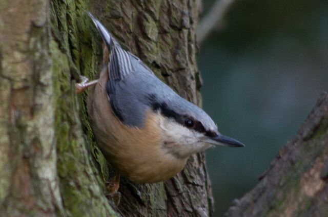 File:Nuthatch .jpg