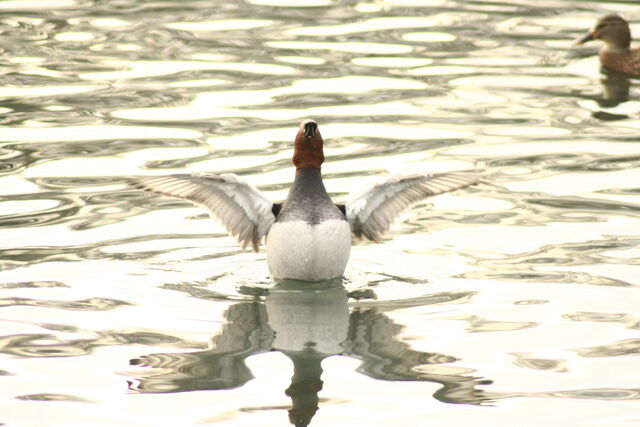 File:Wildlife 1283.jpg