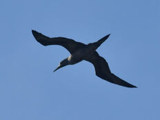 Gannet (David Element)
