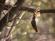 (Dead Blackbird caught in fishing line)