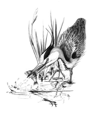 File:09-heron.jpg