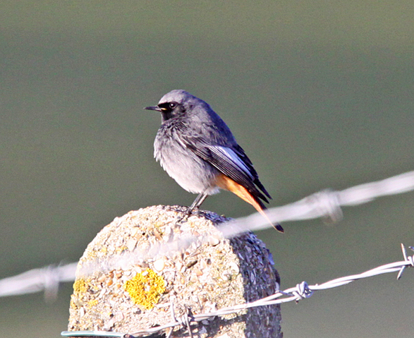 File:Wikia-Visualization-Main,londonbirders.png