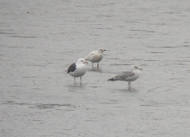File:Leucistic Gull GWs 16-01-10.jpg