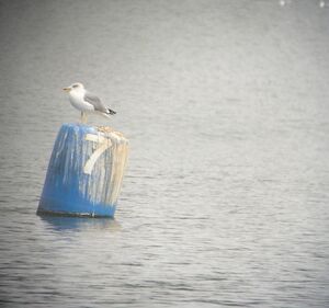 YL Gull crop