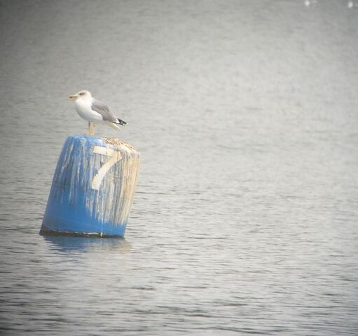 File:YL Gull crop.jpg