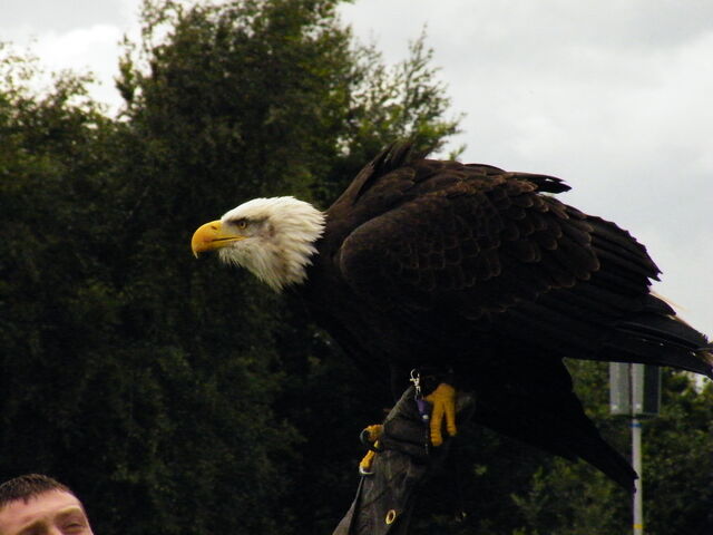 File:American Bald Eagle 1.jpeg