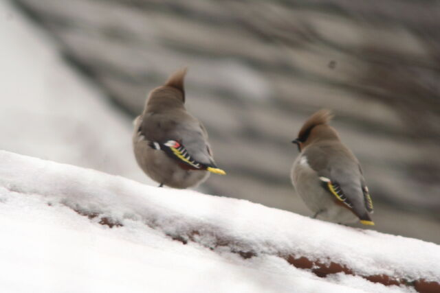 File:Wildlife 1258.jpg
