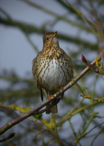 File:Somg Thrush - MHP 24-01-2010 msr.jpg