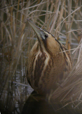 File:Bittern (Grange Waters CP).jpg