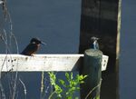 Kingfishers LWC 26.vii.2014 small