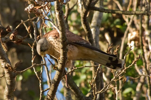 File:Kestral 3.jpg