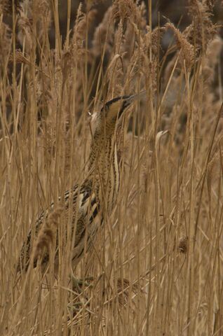 File:Bittern 3.jpg
