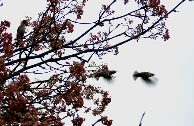 File:Waxwings 3January2013.jpg
