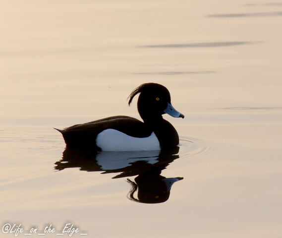 File:Lightroom-7662.jpg