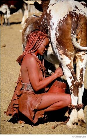 Archivo:Mujer himba ordeñando.jpg