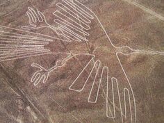 Lineas3 pajaro.jpg
