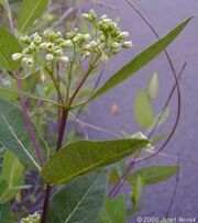 Dogbane flowers6