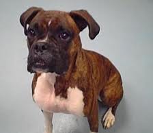 File:Loladog.jpg