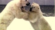 OrientationBears.jpg