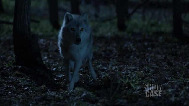 File:Dyson wolf (103).jpg