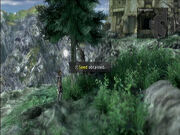 Seed 17