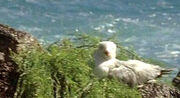 3x12-seagull-on-nest.jpg