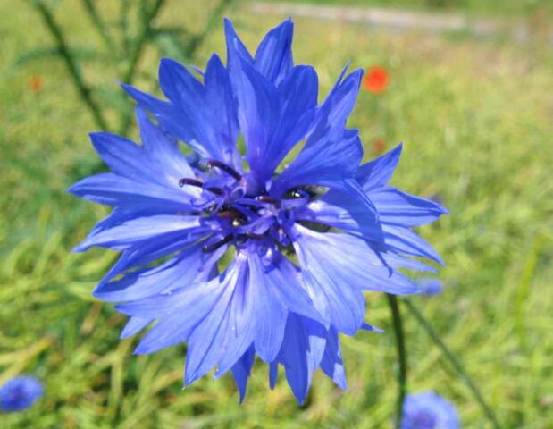 Datei:Kornblume.jpeg
