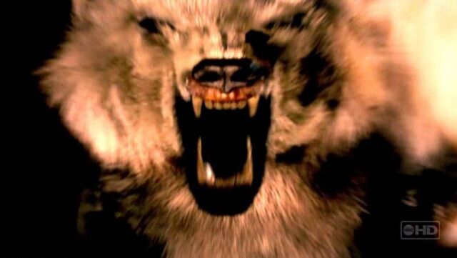 Archivo:Vision polar bear.jpg
