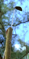 Lightningrod.jpg