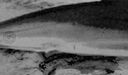 Shark-closeup.jpg