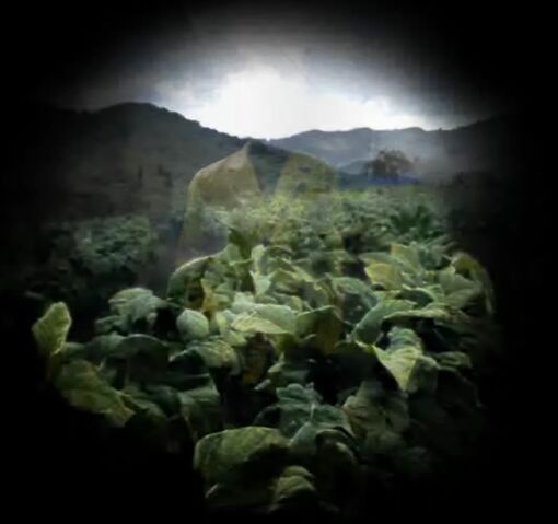 File:Thompson tobacco2.jpg