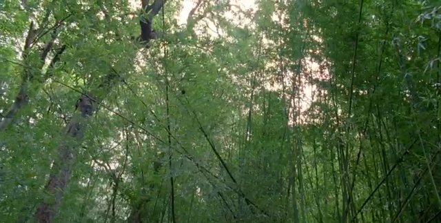 File:6x17 MindNetBamboo.png