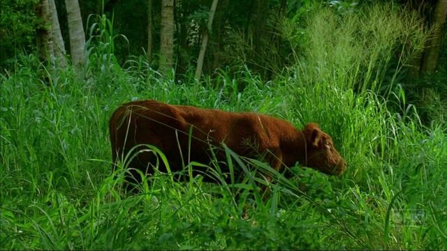 Archivo:800px-Enter77 cow.jpg