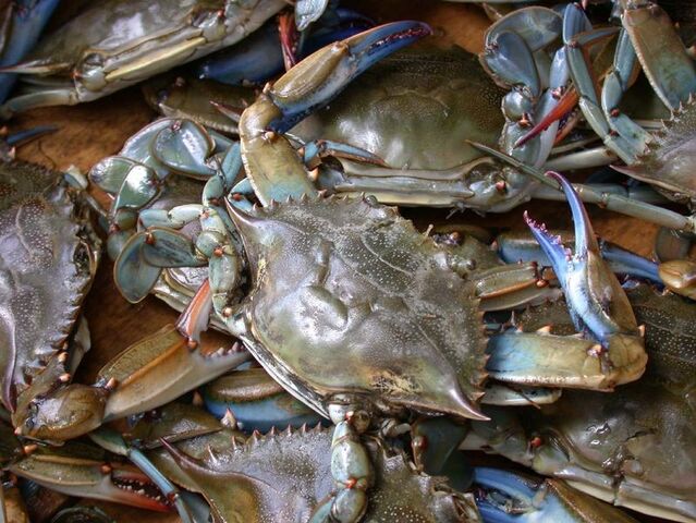 File:Mr. Crabby.jpg