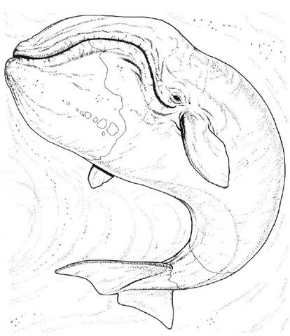 File:Whale.jpg