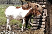 Pony.jpg