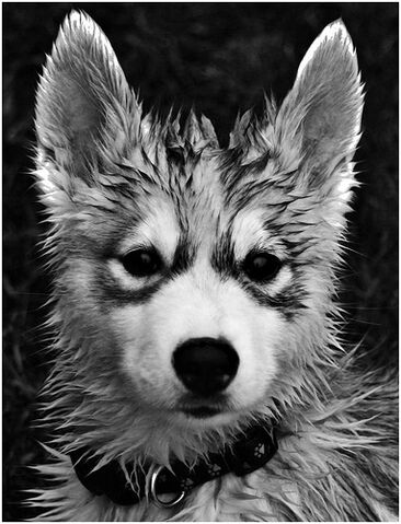 File:Am I still Cute?.jpg