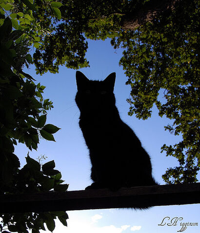 File:The Silhouette Cat.jpg