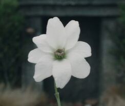 Simbelmyne Blüte.jpg