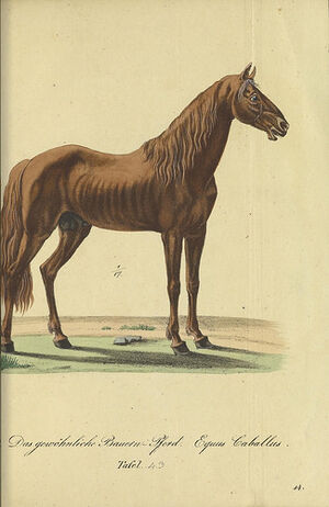 N296 w1150